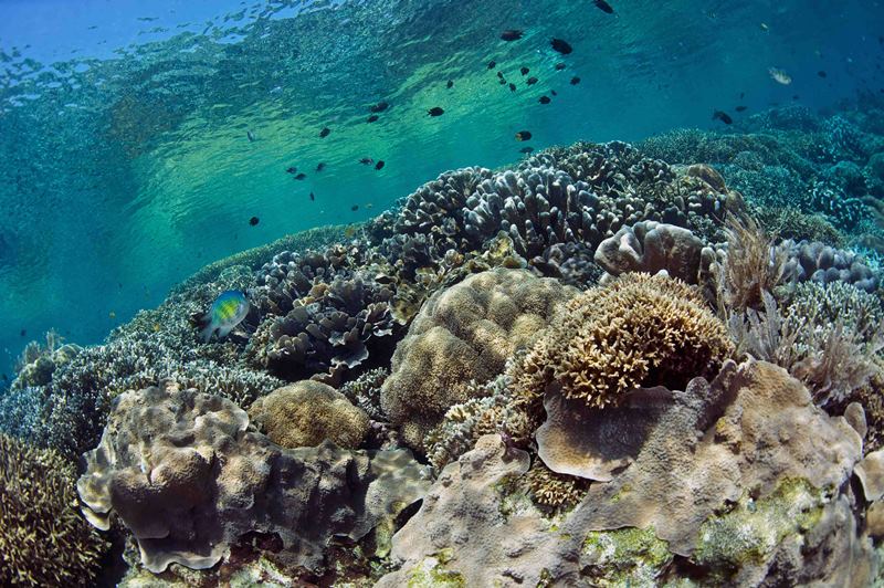 tl_files/Daten/Reisen/Asien/Indonesien/Murex Manado verkl/Murex Manado - Bunaken Hard Coral Reef.jpg